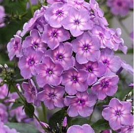 Флокс метельчатый 'Рейнбоу Дансер'