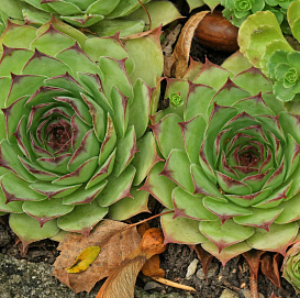 Молодило 'Норфолтс'