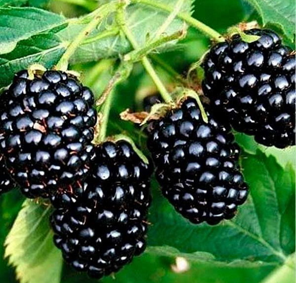 Ежевика 'Натчез'