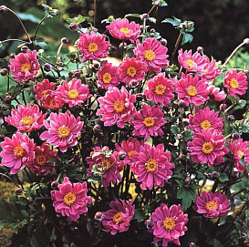 Анемона гибридная (Ветриница) 'Памина'