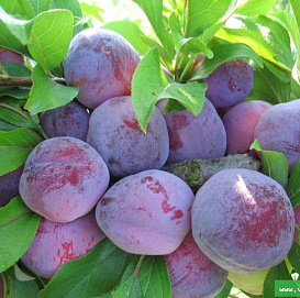 Слива китайская 'Орловский сувенир'