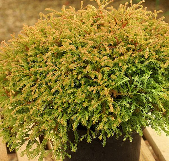 Туя западная 'Голден Таффет'