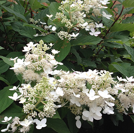 Гортензия метельчатая 'Уайт Даймонд'