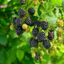 Ежевика 'Эбони'