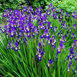 Ирис сибирский