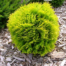 Туя западная 'Мириам'