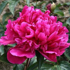 Пион молочноцветковый 'Биг Бен' (розовый)