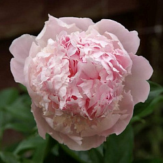 Пион молочноцветковый 'Ангел Чикс' (розовый с белым)