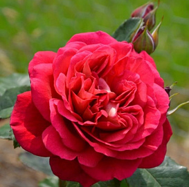 Роза 'Мона Лиза' (флорибунда) (винно - красная)