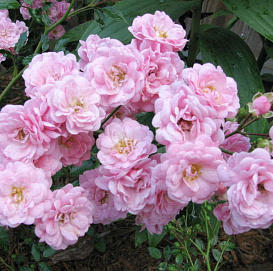 Роза 'Зе Фейри' (почвопокровная, полиантовая) (розовая)