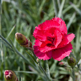 Гвоздика перистая 'Манот'