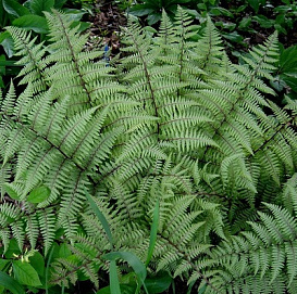 Папоротник Кочедыжник красночерешковый