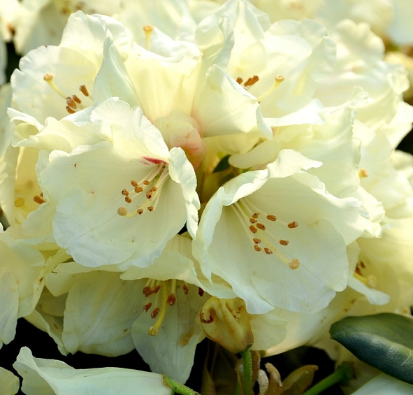 Рододендрон якушиманский 'Флава' (бело-кремовый)