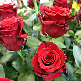 Роза 'Эксплорер' (чайно-гибридная) 