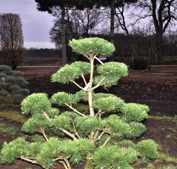 Сосна горная 'Гном' бонсай