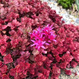 Седум ложный (Очиток) 'Дракон Блуд'