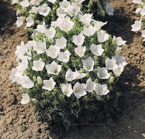 Колокольчик карпатский белый