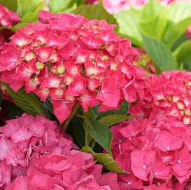 Гортензия крупнолистная (Мася)