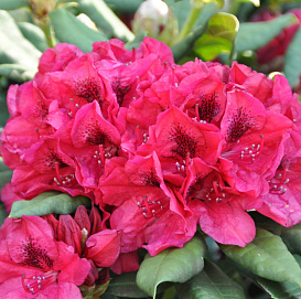 Рододендрон катевбинский (гибридный) 'Лорд Робертс' (малиново-красный)