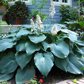 Хоста гибридная (вздутая, волнистая) 'Биг Дедди'