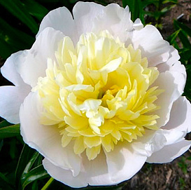 Пион молочноцветковый 'Примавера' (белый с желтым)
