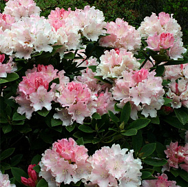 Рододендрон 'Дримлэнд' (бело-розовый)