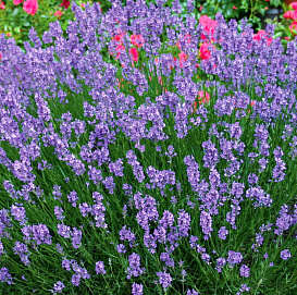 Лаванда Лаванда узколистная 'Хидкот Блю'						