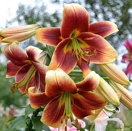 Лилия ОТ-гибрид 'Дебби'