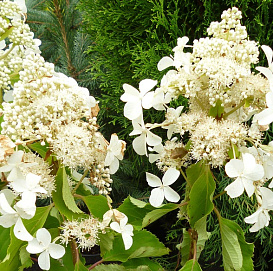 Гортензия метельчатая 'Левана'