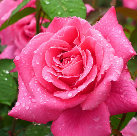 Роза 'Пинк Пис' (чайно-гибридная)