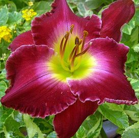 Лилейник гибридный 'Франсис оф Ассис'