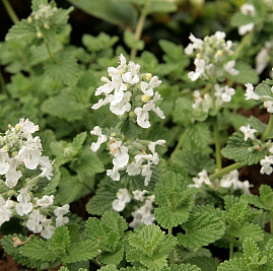 Котовник Фассенa 'Сноуфлейк'