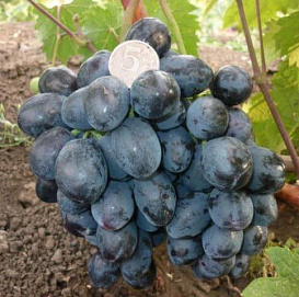 Виноград 'Руслан'