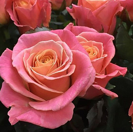 Роза 'Мисс Пигги' (чайно-гибридная)