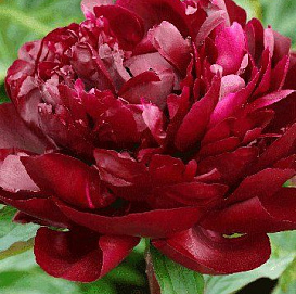 Пион молочноцветковый 'Армани' (красный)