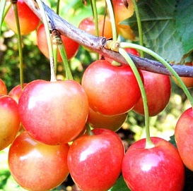 Черешня 'Розовый жемчуг'