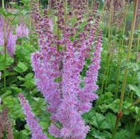 Астильба китайская 'Суперба' (светло -фиолетовая)