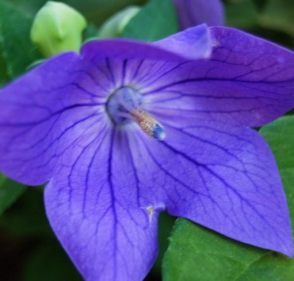 Вероника колосковая