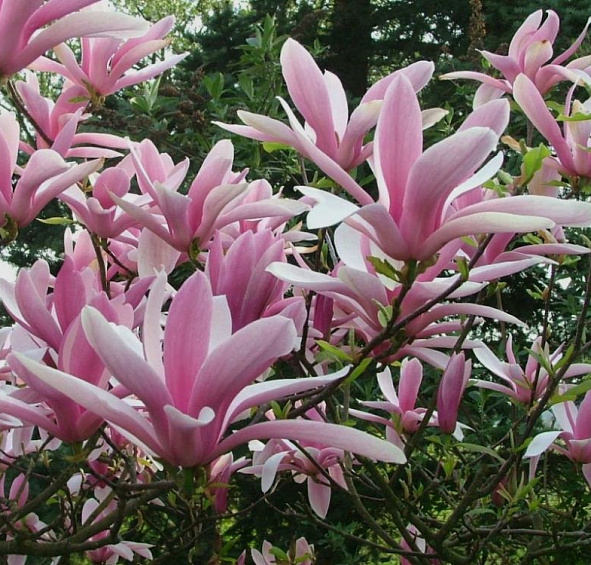 Магнолия 'Джорж Генри Керн'