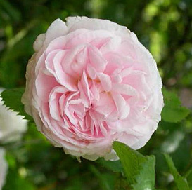 Роза 'Фелисит Парментье' ( плетистая) (светло-кремово-розовая)