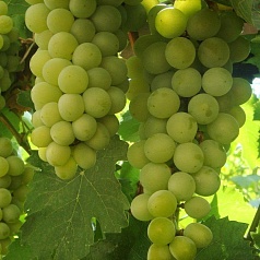 Виноград 'Цитронный Магарача' Виноград 'Цитронный Магарача'