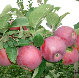 Яблоня домашняя 'Спартан'