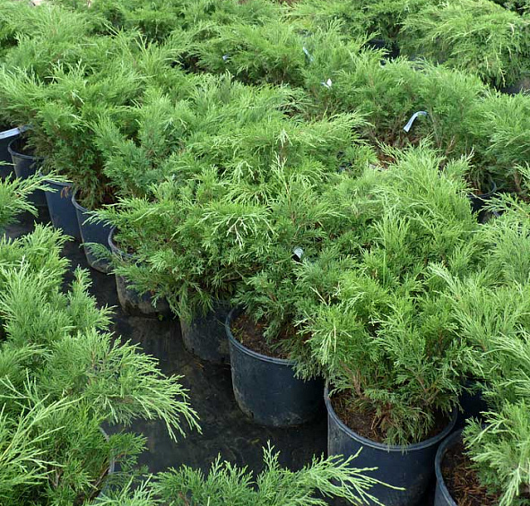 Можжевельник казацкий