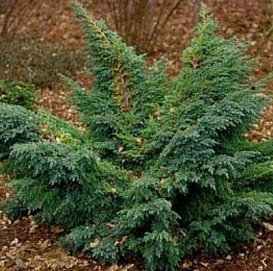 Можжевельный чешуйчатый 'Ханетроп'