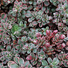 Седум камчатский (Очиток) 'Триколор'