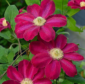 Клематис крупноцветковый 'Хоши но Фламенко'