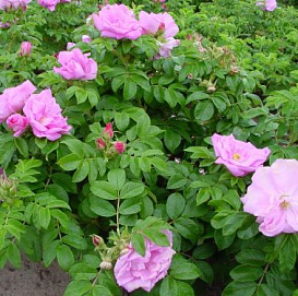 Роза ругоза 'Цверг' (розовая)