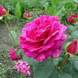 Роза 'Юрианда' (чайно-гибридная) (лилово - фиолетовая)