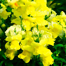Антирринум компактный (Львиный зев) 'Флорал Шауэрс Йеллоу' 