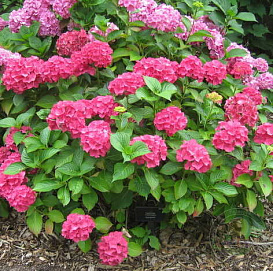 Гортензия крупнолистная 'Альпенглюхен'